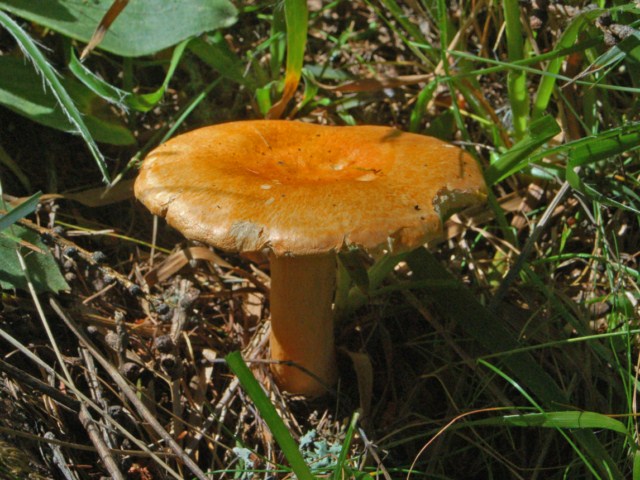 Un p� di funghi assortiti